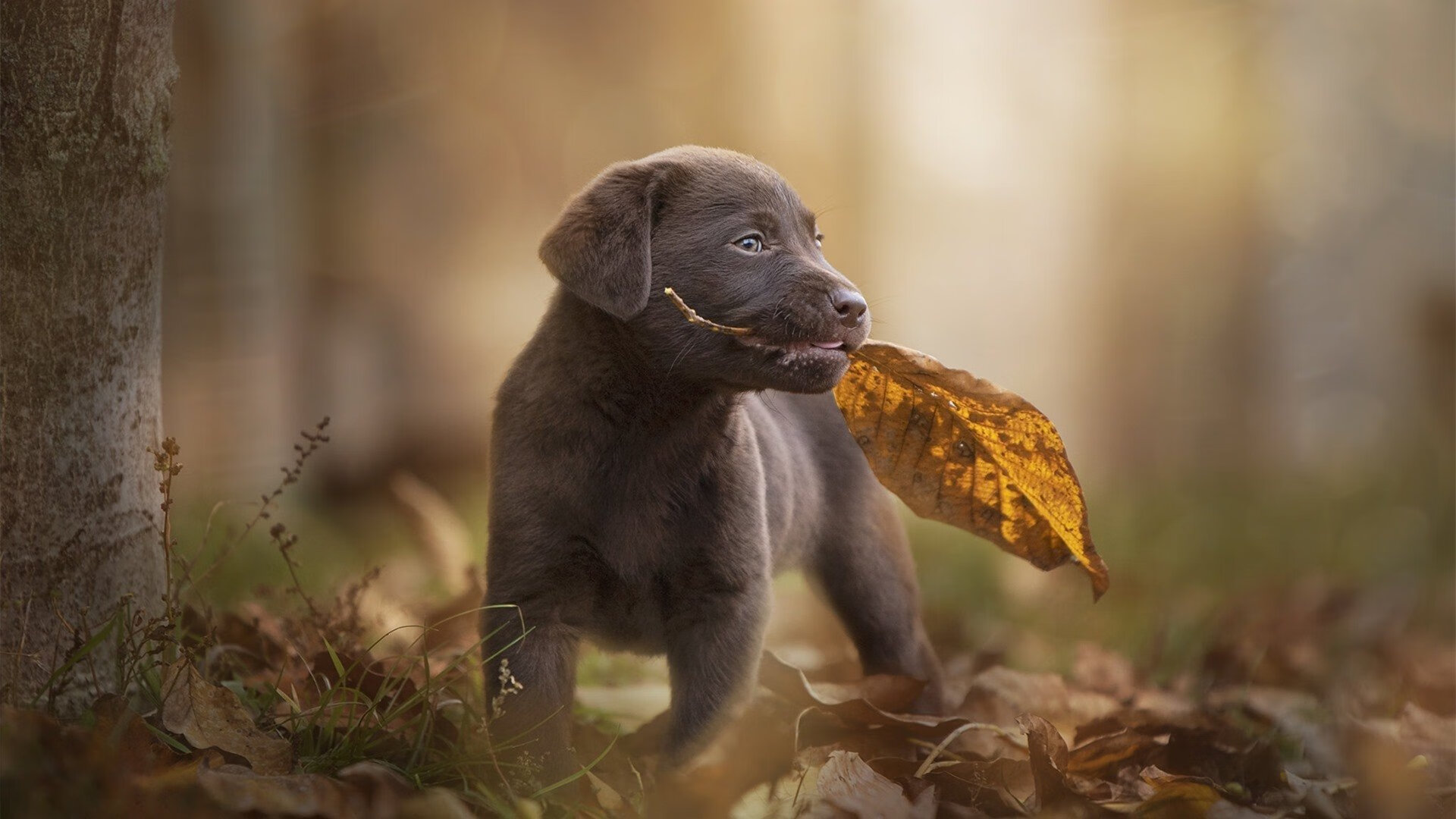跨界传奇，当NBA公牛险胜热火，英格拉姆却在欧冠决赛接管比赛