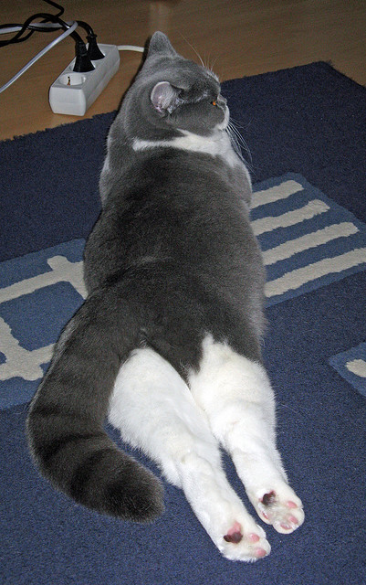 赖斯关键节点连续得分,厄瓜多尔收割英格兰—战术博弈与意外结局