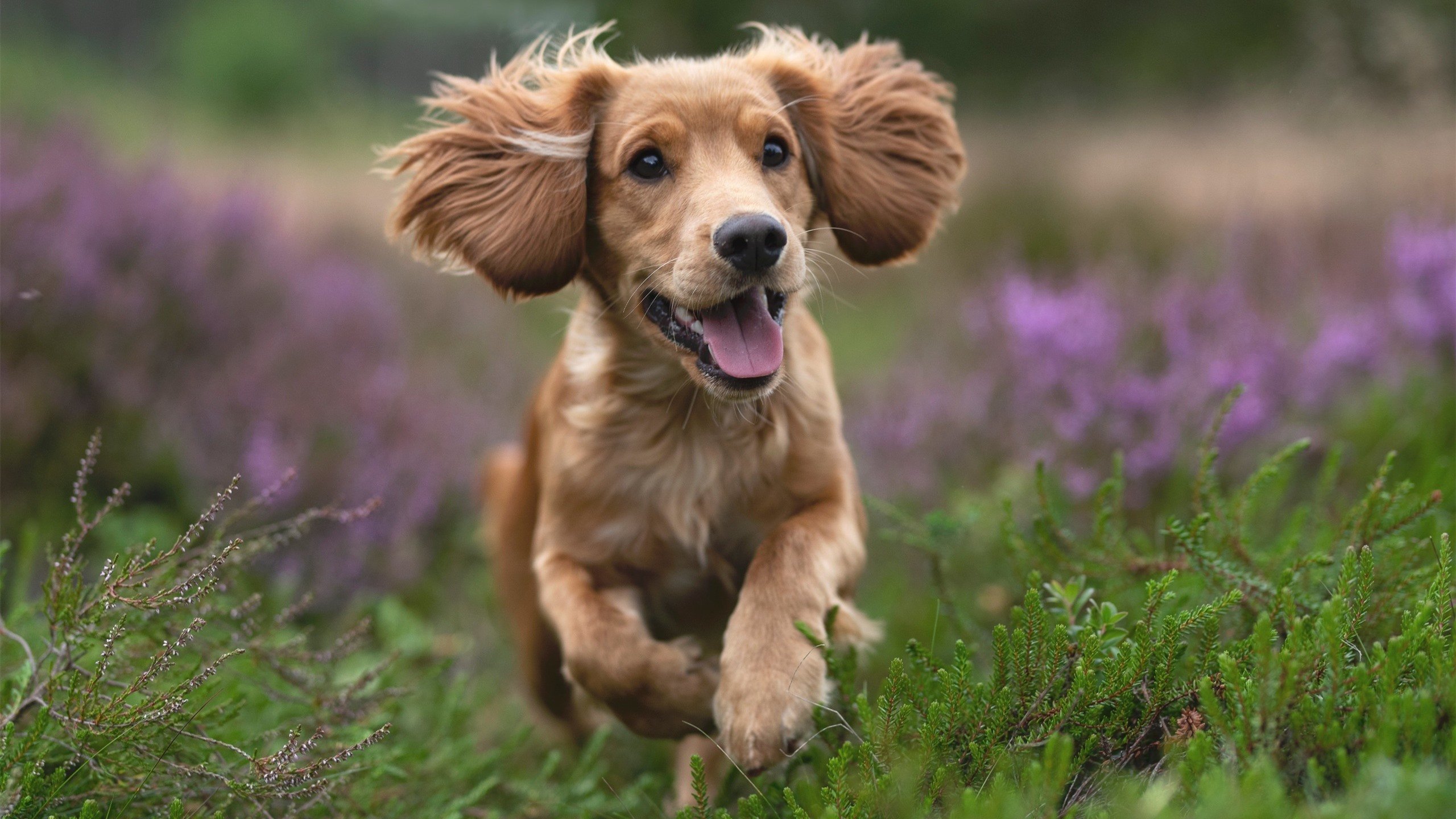 鹰翼蔽日，君临天下，当防守艺术与王者接管在总决赛相遇