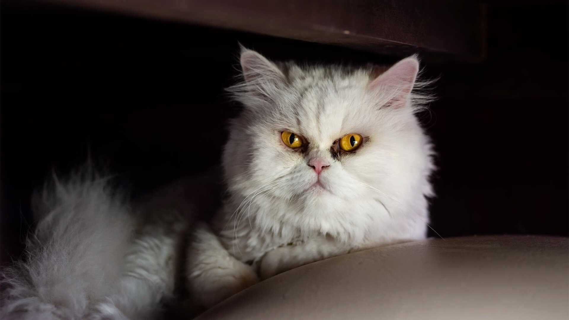 新纪元的曙光，美加墨世界杯焦点战，中国女足正面击溃牙买加的战略启示