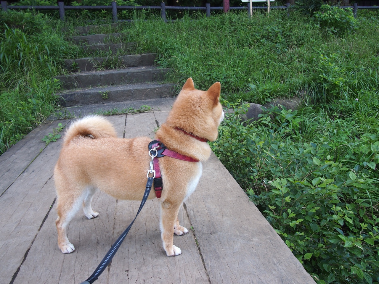 绿茵双城记，孙兴慜的领袖之光与巴萨的战术交响